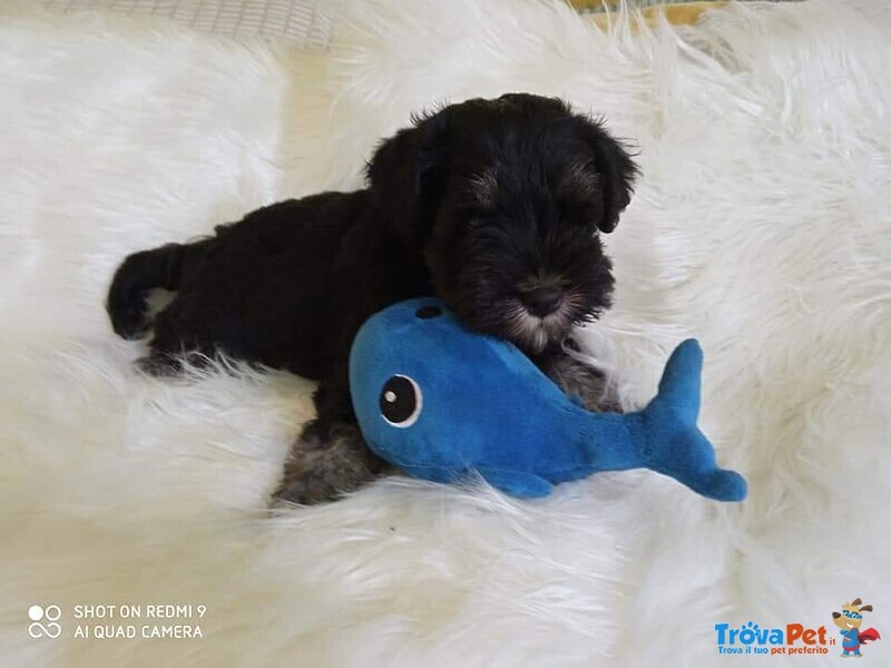 Cuccioli di Schnauzer nano nero Argento - Foto n. 5