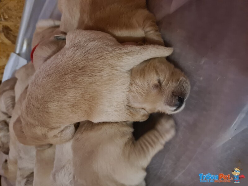 Golden Retriver Cuccioli - Foto n. 1