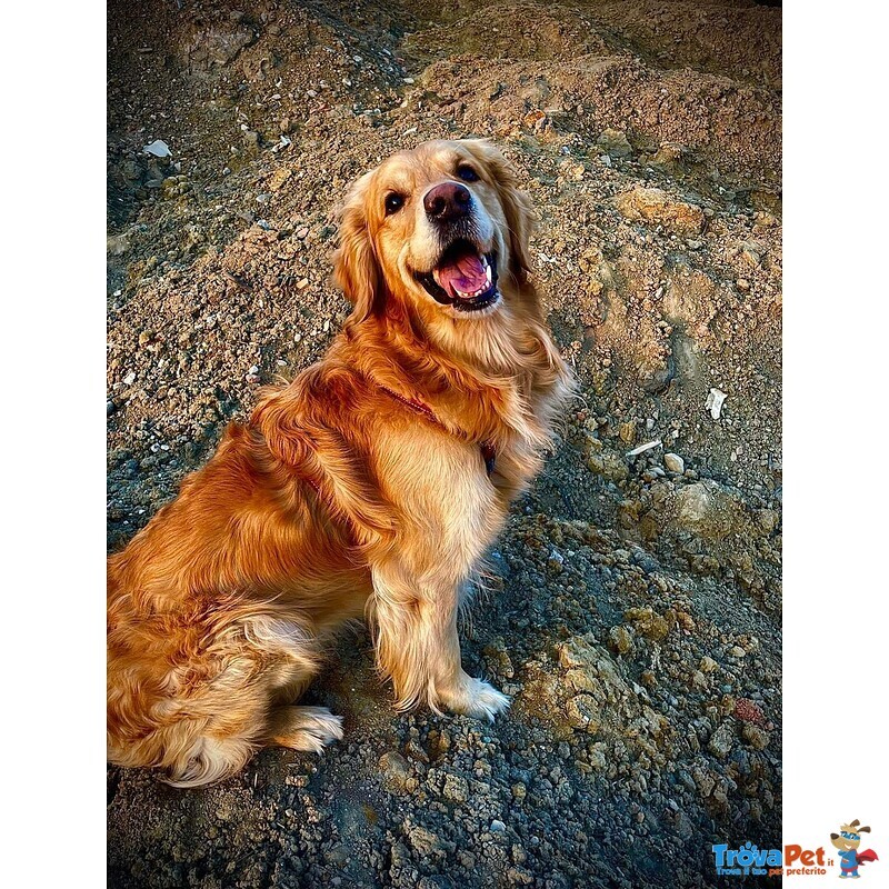 Golden Retriver Cuccioli - Foto n. 4