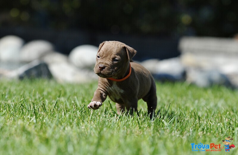 Cuccioli American Pitbull Terrier - Foto n. 3
