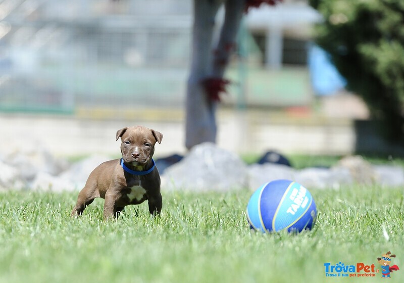 Cuccioli American Pitbull Terrier - Foto n. 7