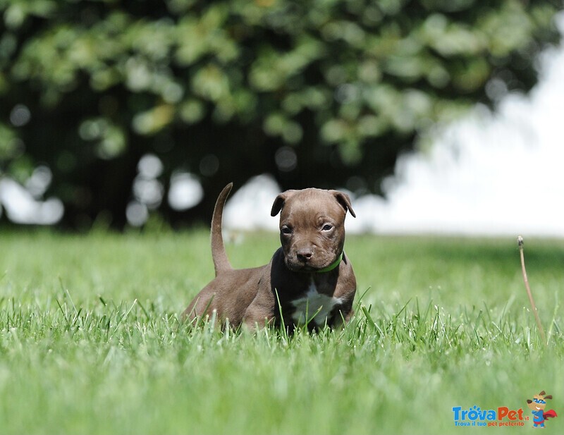 Cuccioli American Pitbull Terrier - Foto n. 8