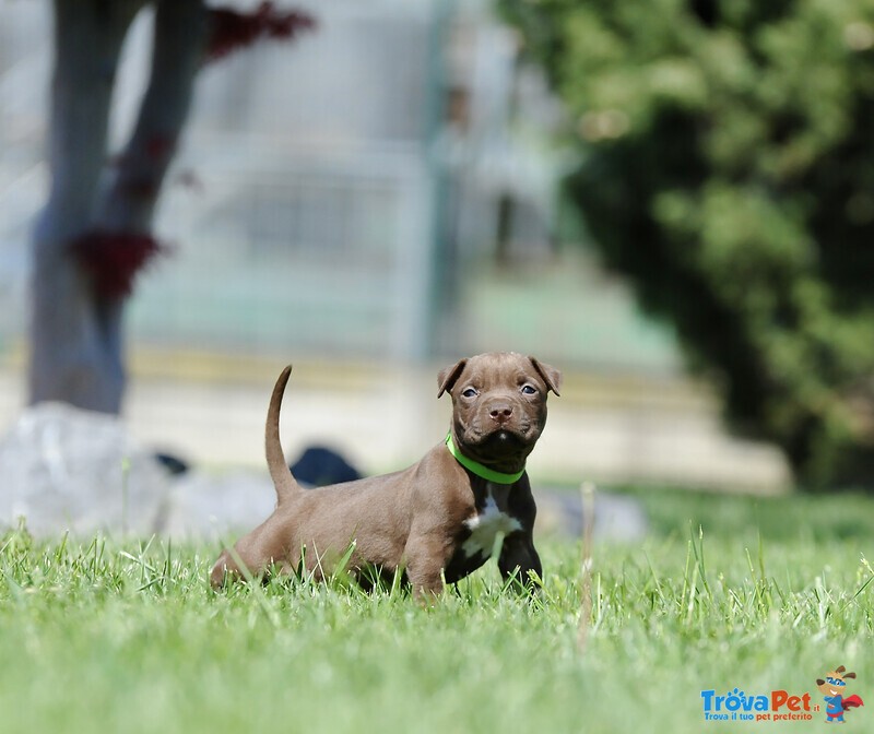 Cuccioli American Pitbull Terrier - Foto n. 9