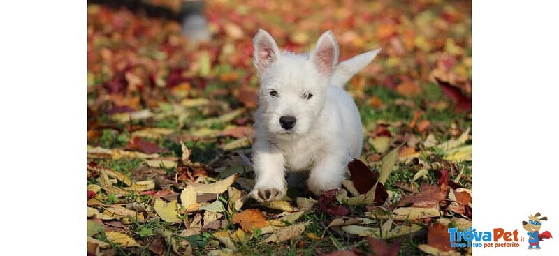 Splendida Cucciola di west Highland White Terrier - Foto n. 2