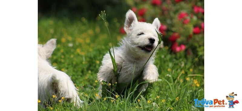 Splendida Cucciola di west Highland White Terrier - Foto n. 3