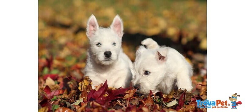 Splendida Cucciola di west Highland White Terrier - Foto n. 4