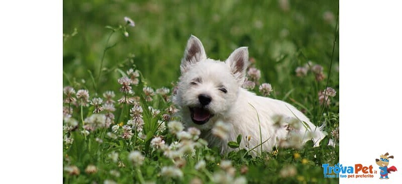 Splendida Cucciola di west Highland White Terrier - Foto n. 5