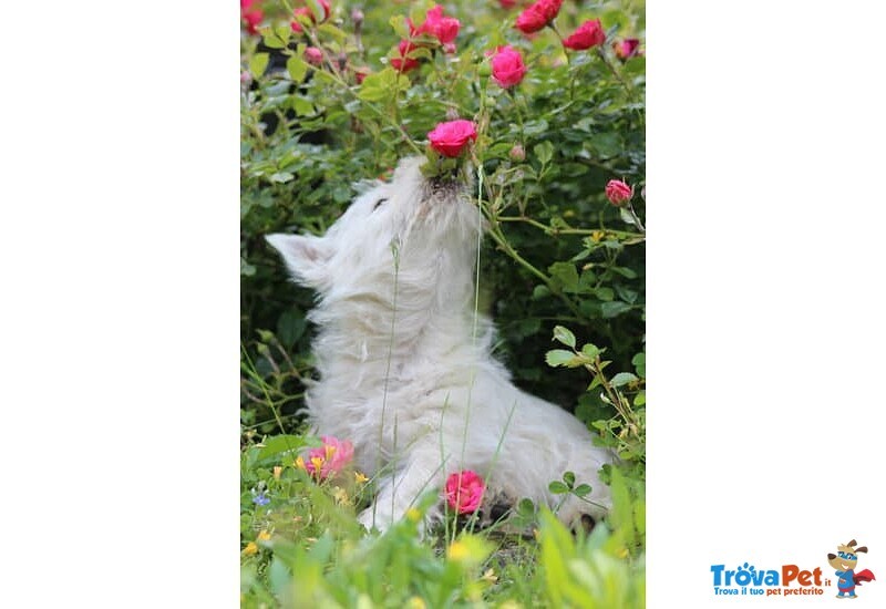 Splendida Cucciola di west Highland White Terrier - Foto n. 6