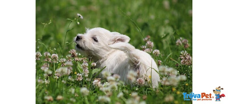 Splendida Cucciola di west Highland White Terrier - Foto n. 8