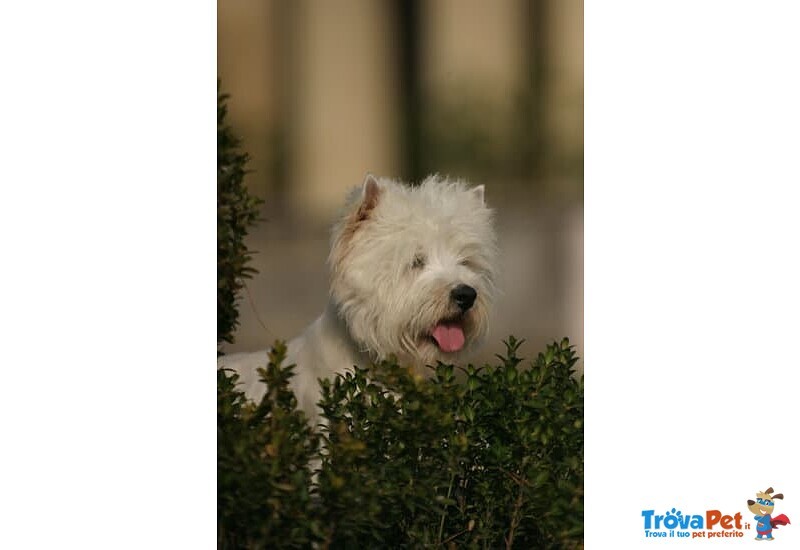 Splendida Cucciola di west Highland White Terrier - Foto n. 1
