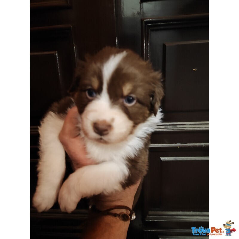 Cuccioli di Australian Sheperd - Foto n. 1