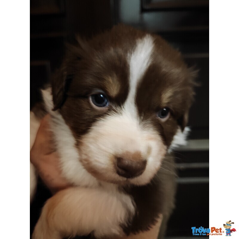 Cuccioli di Australian Sheperd - Foto n. 3