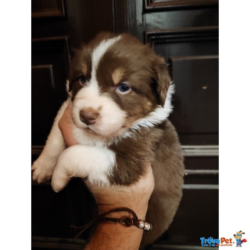 Cuccioli di Australian Sheperd - Foto n. 4