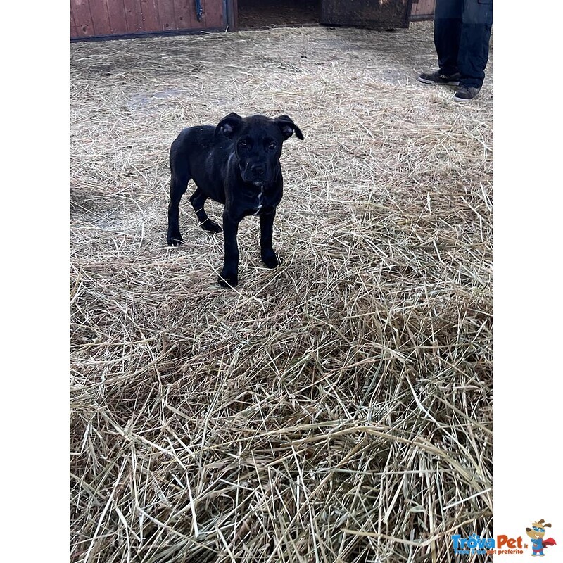 Cuccioli di Cane - Foto n. 2