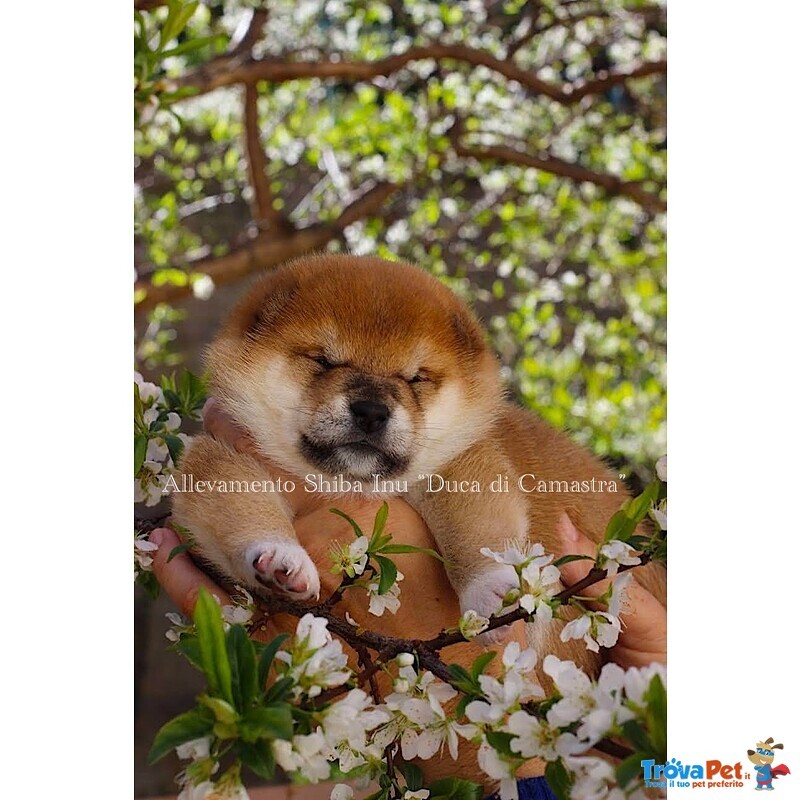 Meravigliosi Cuccioli di Shiba Inu - Foto n. 1