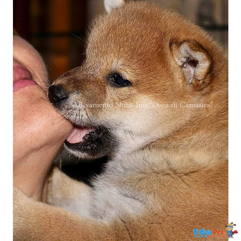 Super Cuccioli di Shiba inu con Pedigree Enci - Foto n. 1