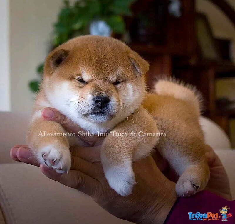 Super Cuccioli di Shiba inu con Pedigree Enci - Foto n. 2