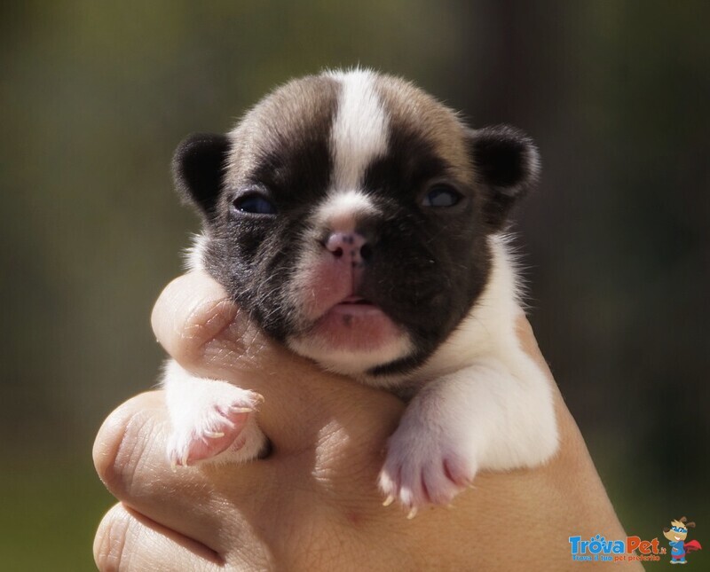 Bouledogue/bulldog Francese Pedigree Enci - Foto n. 4