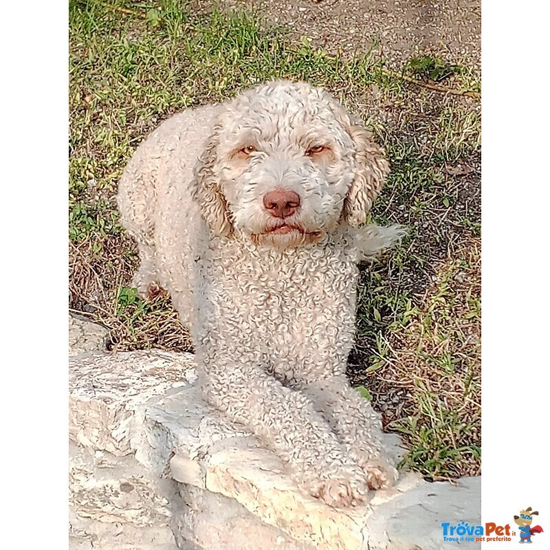 Lagotto Romagnolo Cuccioli - Foto n. 2