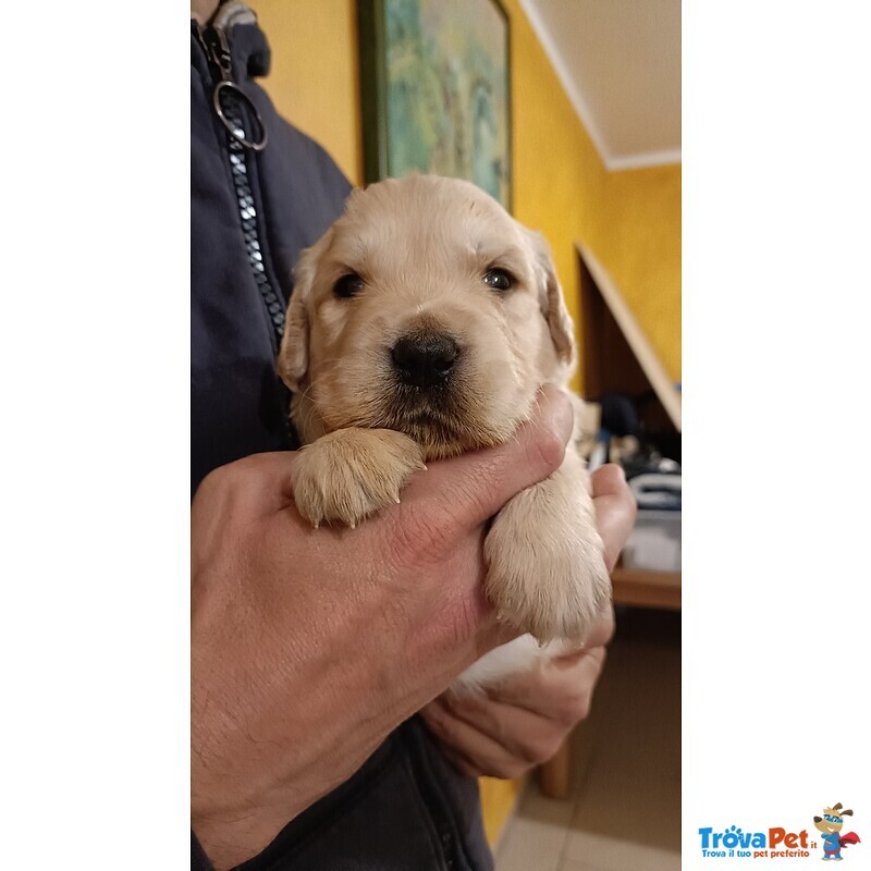 Cuccioli Golden Retriever con Pedigree - Foto n. 1