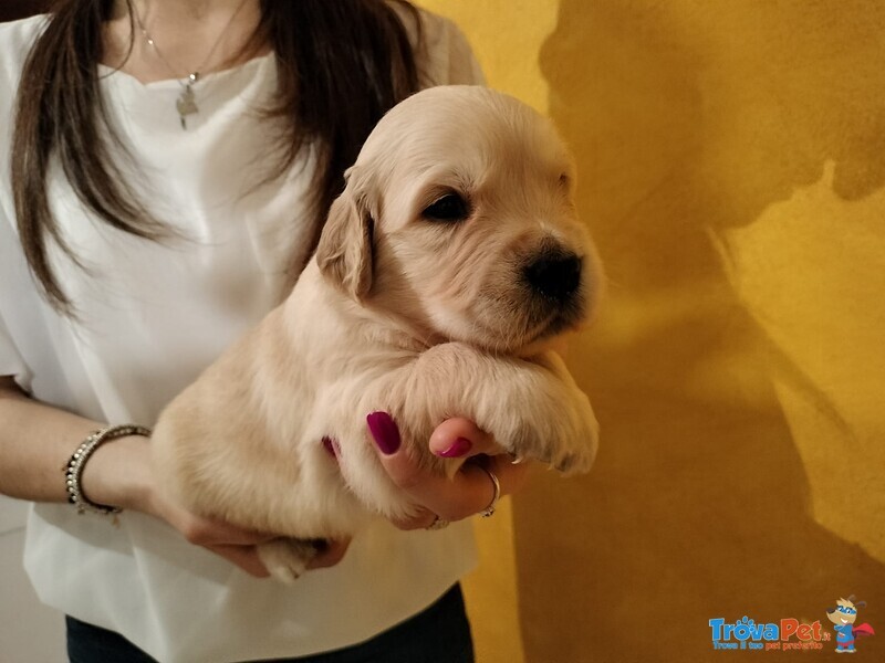 Cuccioli Golden Retriever con Pedigree - Foto n. 3