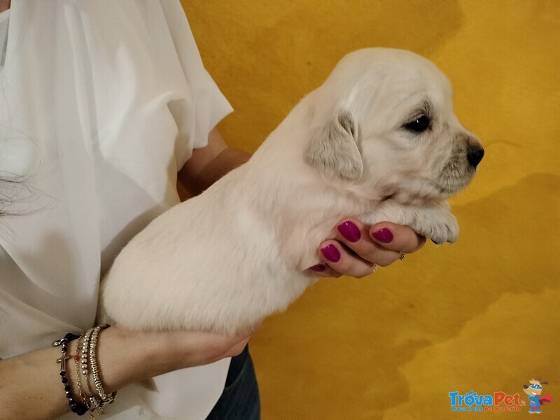 Cuccioli Golden Retriever con Pedigree - Foto n. 4