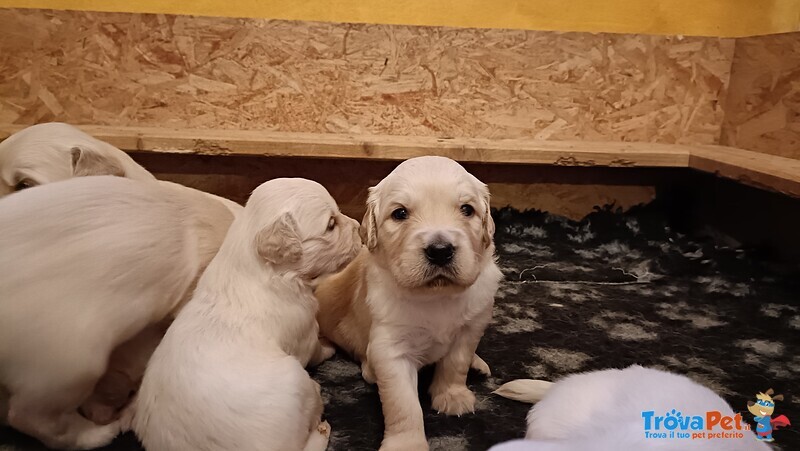 Cuccioli Golden Retriever con Pedigree - Foto n. 5