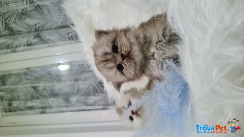 Scottish Fold - Foto n. 2