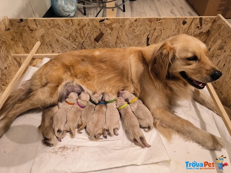 Cuccioli American Golden Retriever - Foto n. 1