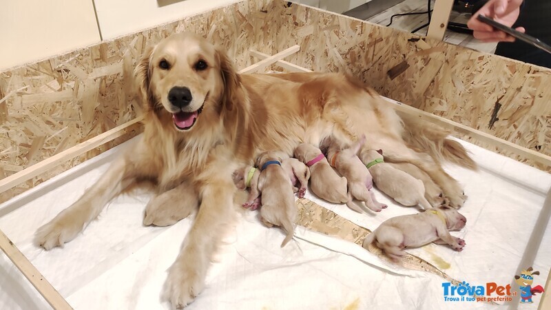 Cuccioli American Golden Retriever - Foto n. 2