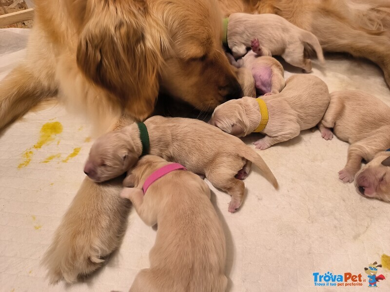 Cuccioli American Golden Retriever - Foto n. 3