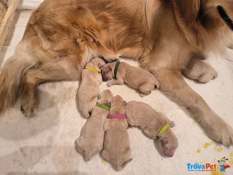 Cuccioli American Golden Retriever - Foto n. 4