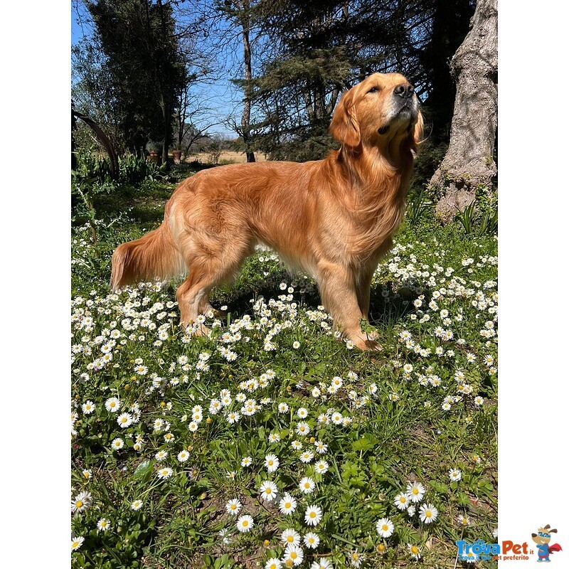 Cuccioli American Golden Retriever - Foto n. 5