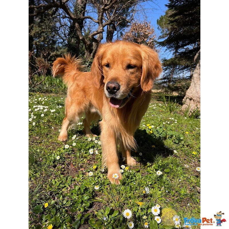 Cuccioli American Golden Retriever - Foto n. 6