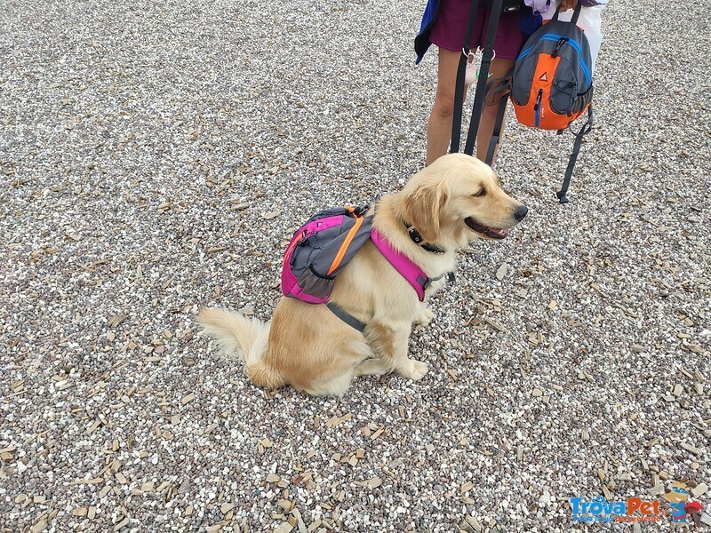 Cuccioli American Golden Retriever - Foto n. 8