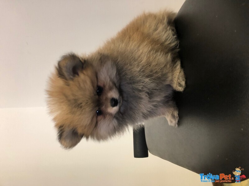 Cuccioli di Volpino Della Pomerania Nani - Foto n. 1