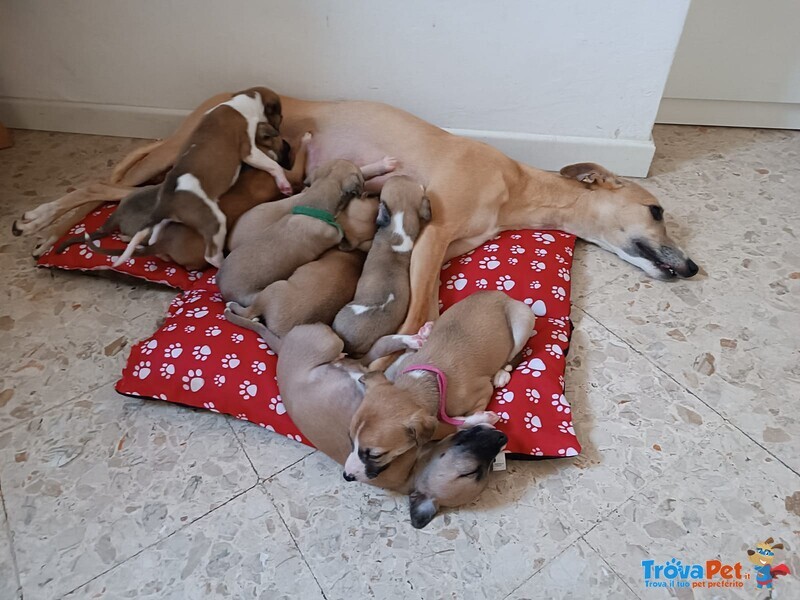 Cuccioli Levriero Whippet Maschi e Femmine - Foto n. 2