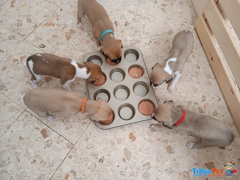 Cuccioli Levriero Whippet Maschi e Femmine - Foto n. 5