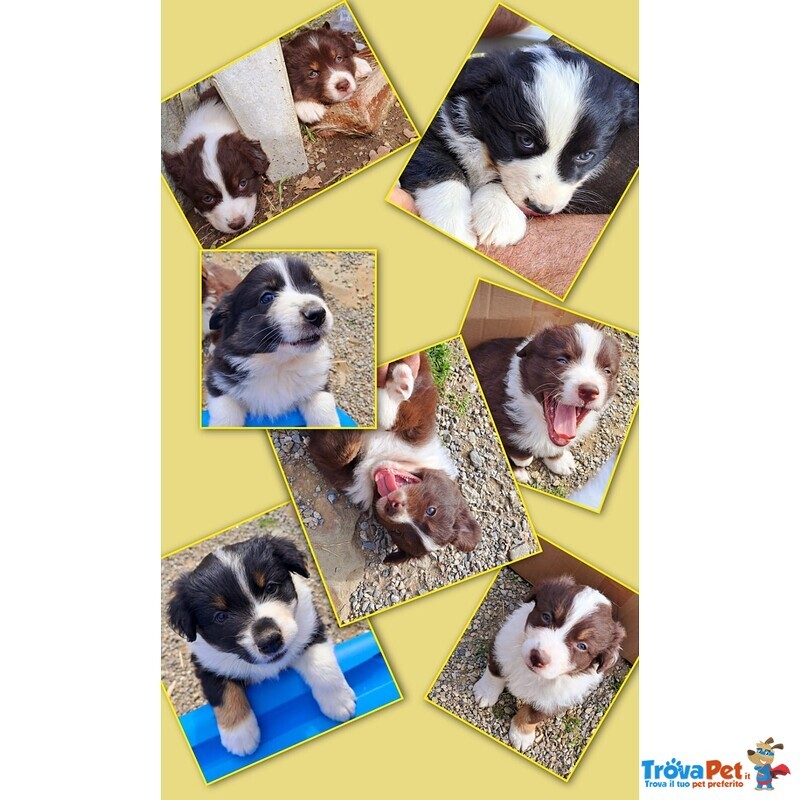 Cuccioli di Pastore Australiano con Pedigree - Foto n. 2