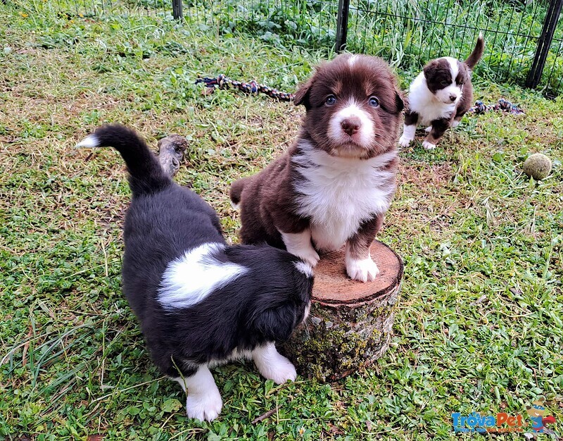 Cuccioli di Pastore Australiano con Pedigree - Foto n. 4