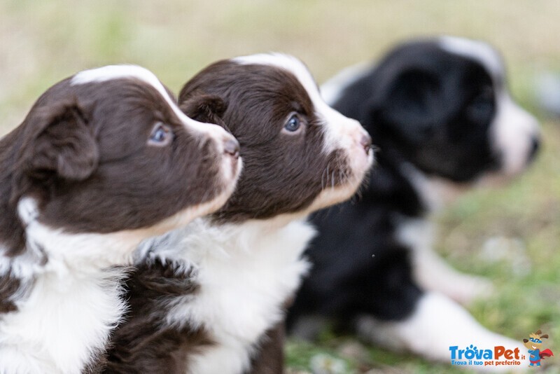 Cuccioli di Pastore Australiano con Pedigree - Foto n. 5