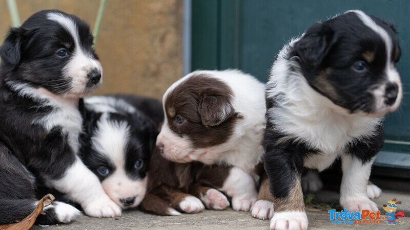 Cuccioli di Pastore Australiano con Pedigree - Foto n. 8