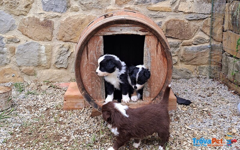 Cuccioli di Pastore Australiano con Pedigree - Foto n. 9