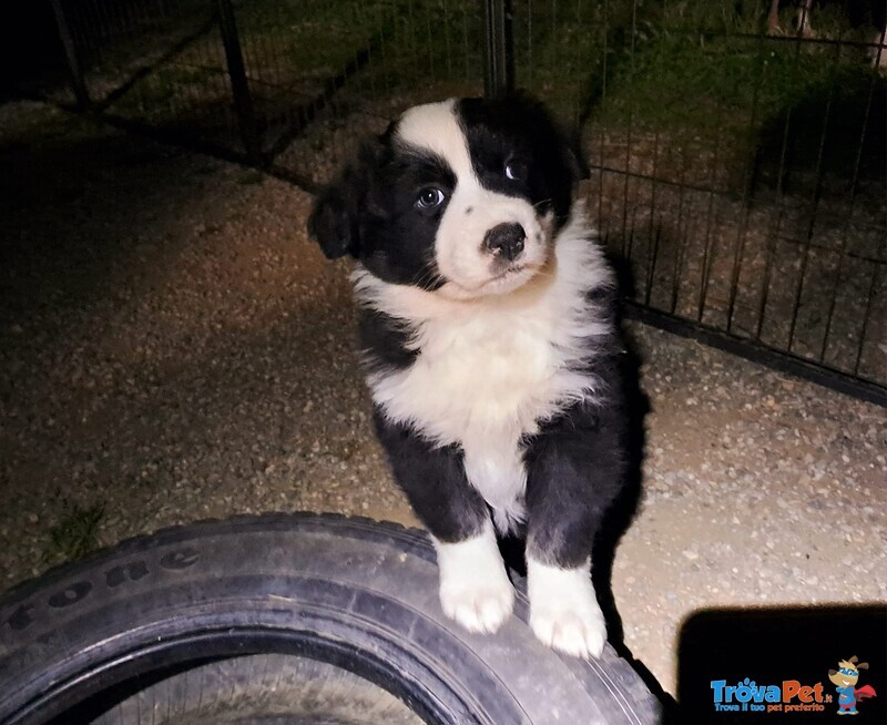 Cuccioli di Pastore Australiano con Pedigree - Foto n. 11