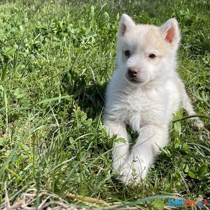 Husky Siberiano - Foto n. 1