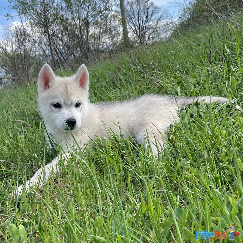 Husky Siberiano - Foto n. 2