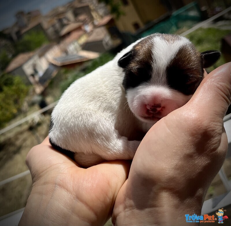 Cuccioli jack Russel Ottima Genealogia - Foto n. 2