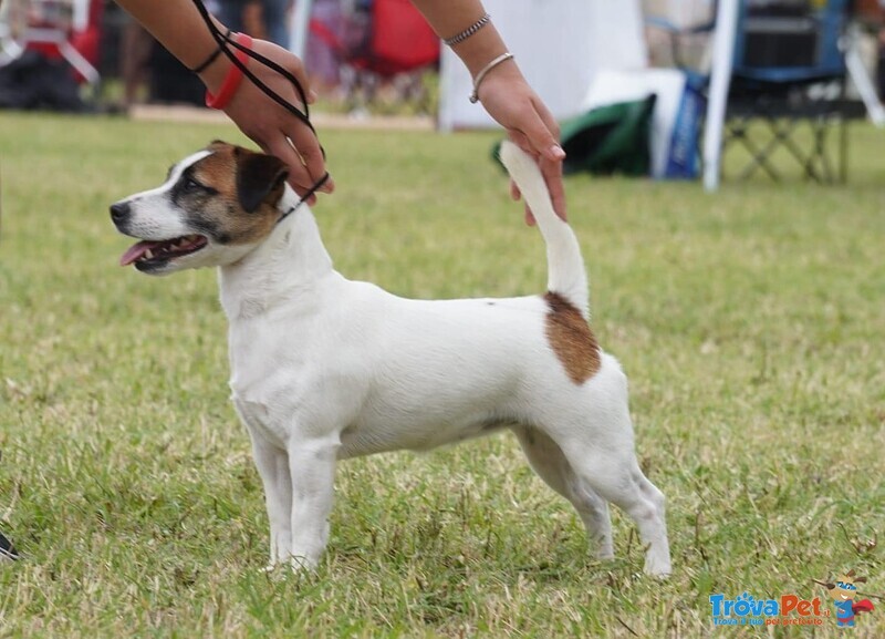 Cuccioli jack Russel Ottima Genealogia - Foto n. 4