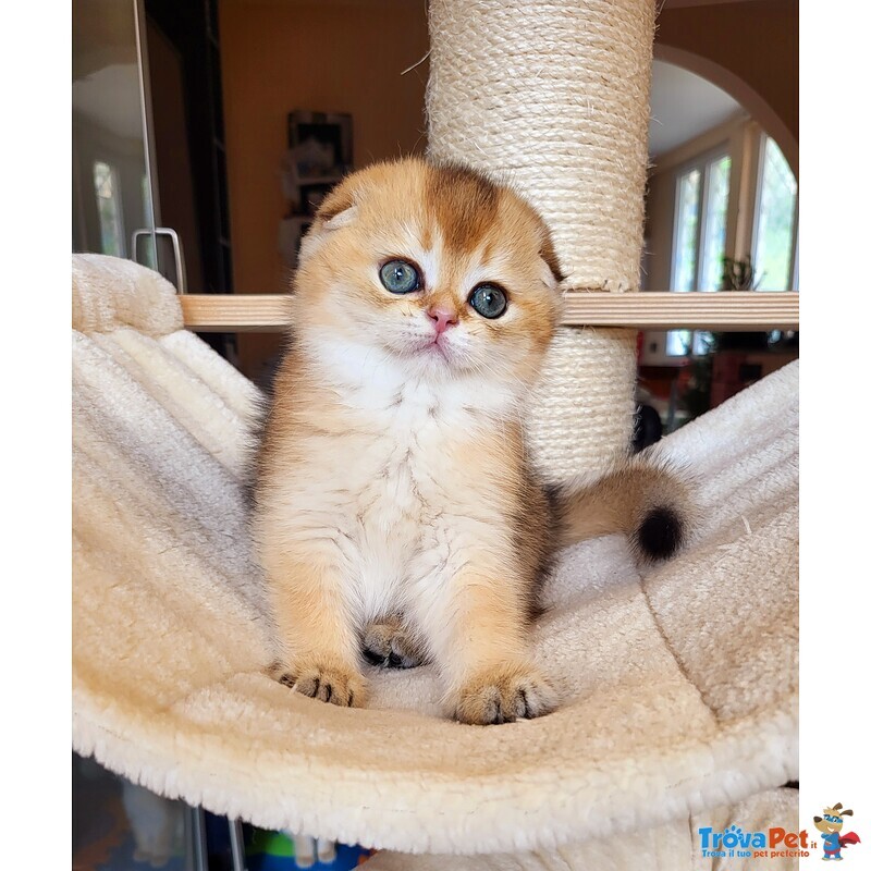 Scottish Fold - Foto n. 1