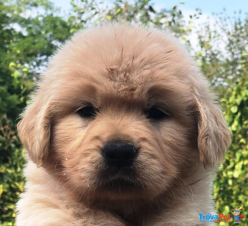 Bellissimi Cuccioli di Golden Retriever 100% Americani - Foto n. 1